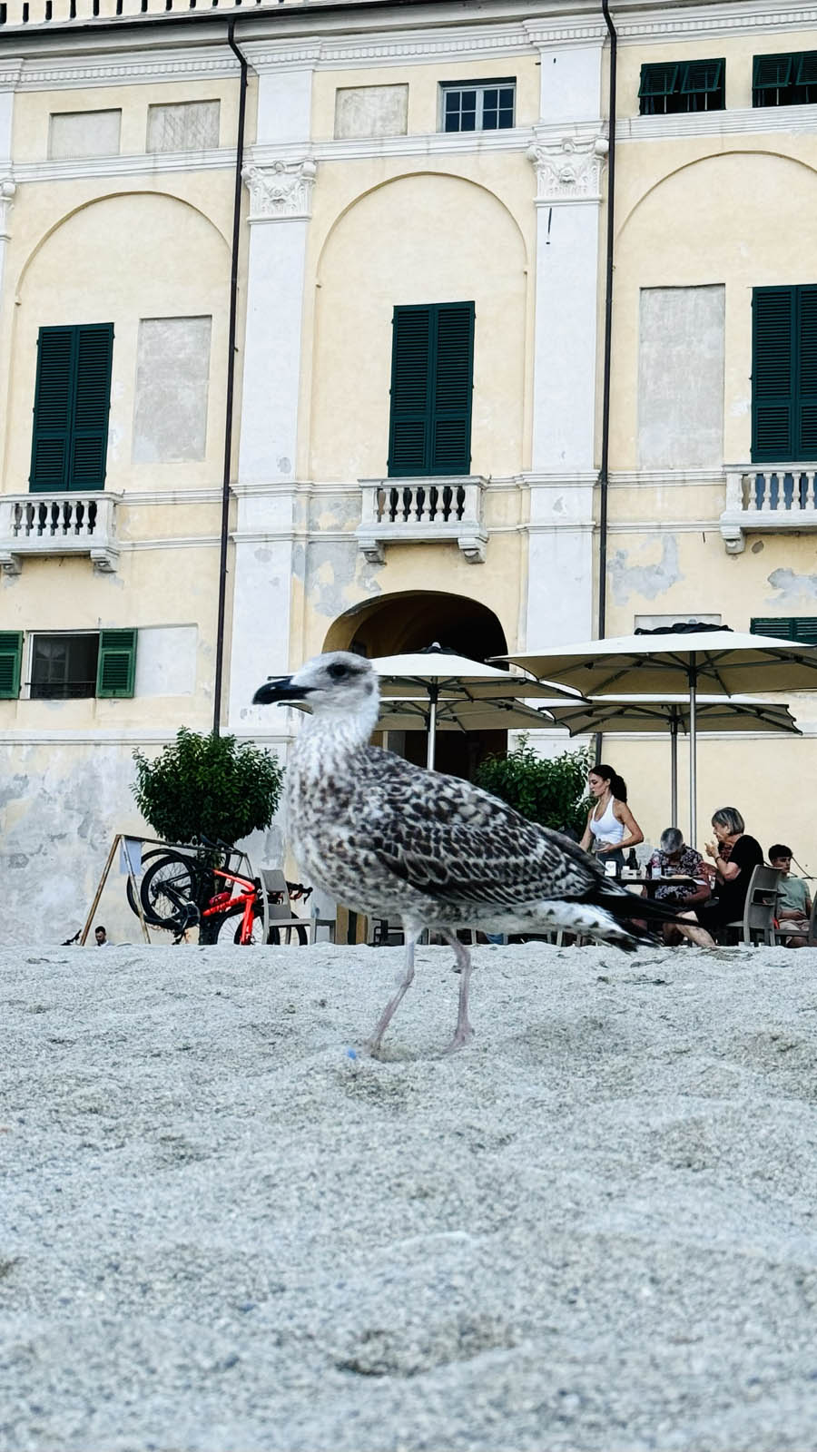 gabbiano in spiaggia